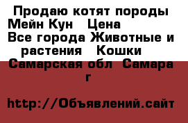 Продаю котят породы Мейн Кун › Цена ­ 12 000 - Все города Животные и растения » Кошки   . Самарская обл.,Самара г.